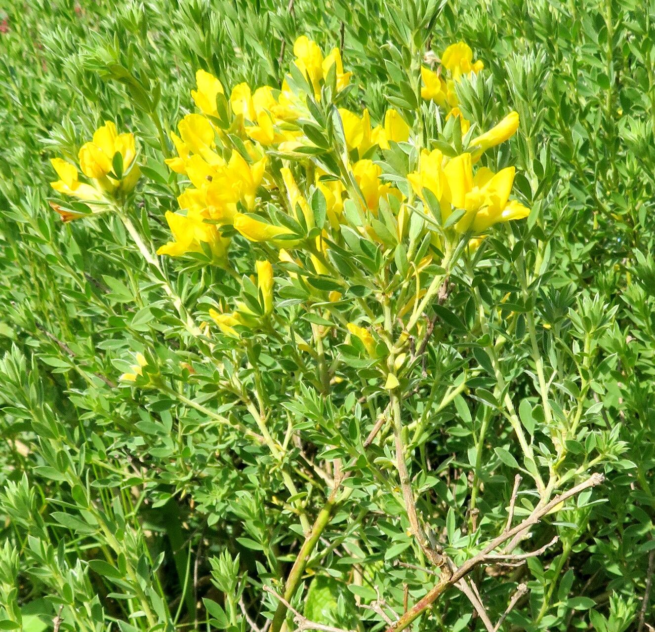 Chamaecytisus austriacus habit