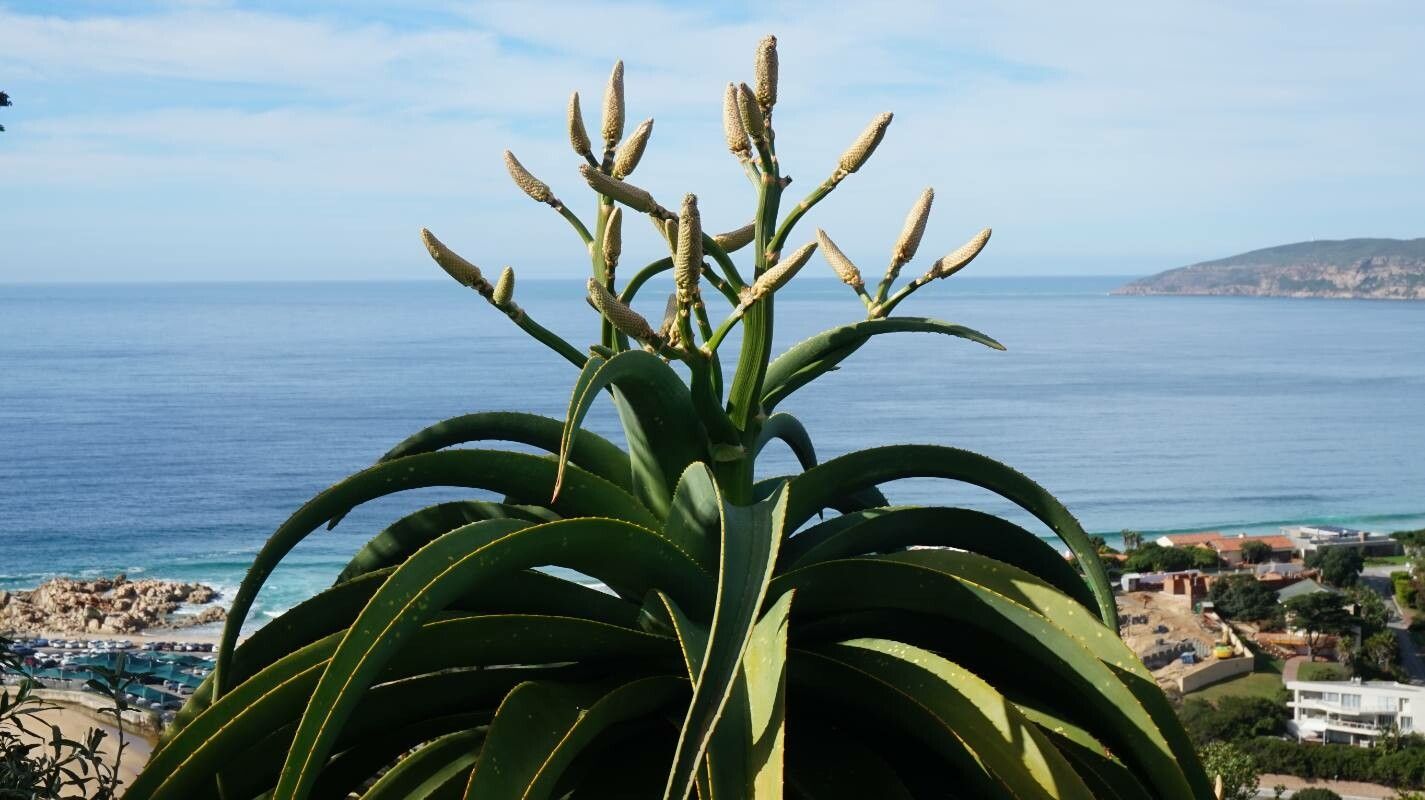 Aloe thraskii leaf