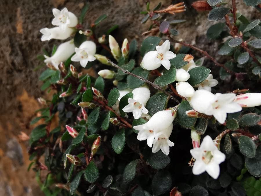 Epacris crassifolia flower
