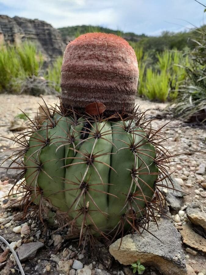 Melocactus zehntneri habit