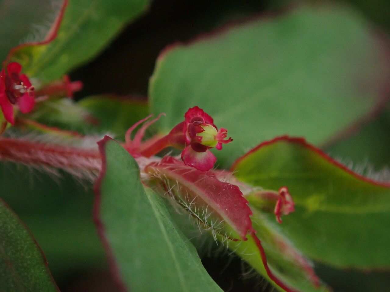 Euphorbia parviflora flower