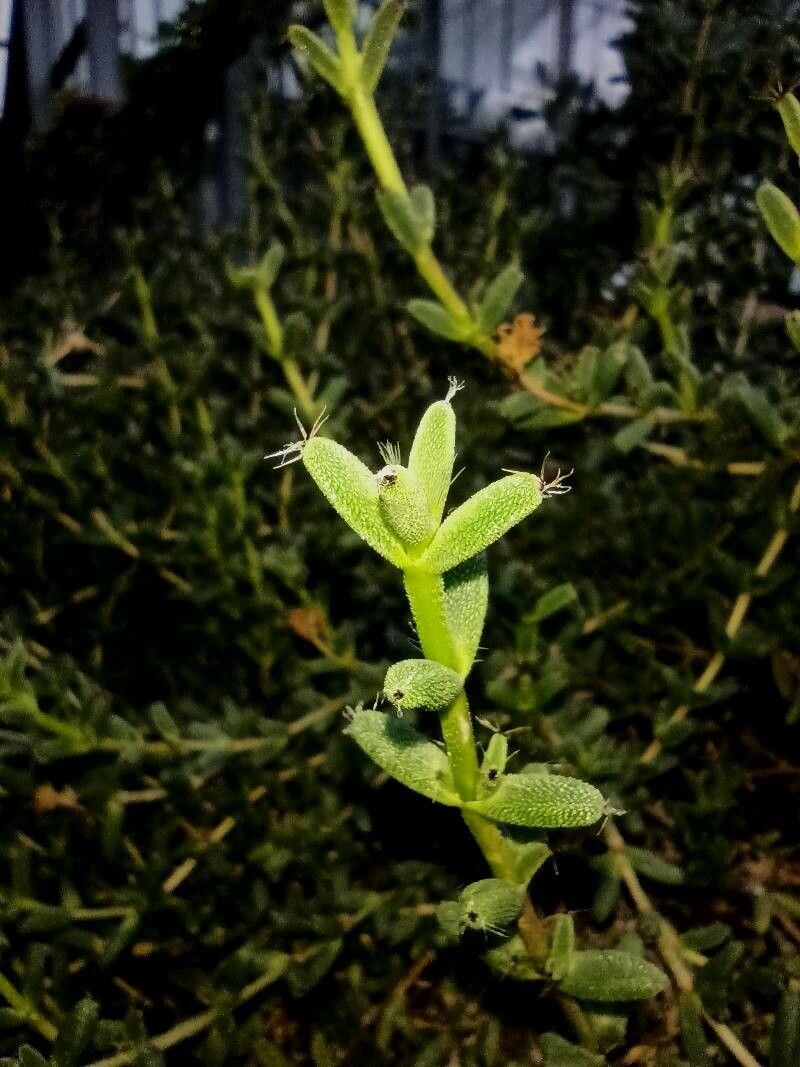 Trichodiadema peersii — houseplant care guide