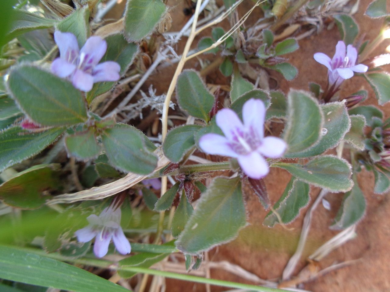 Barleria angustiloba other