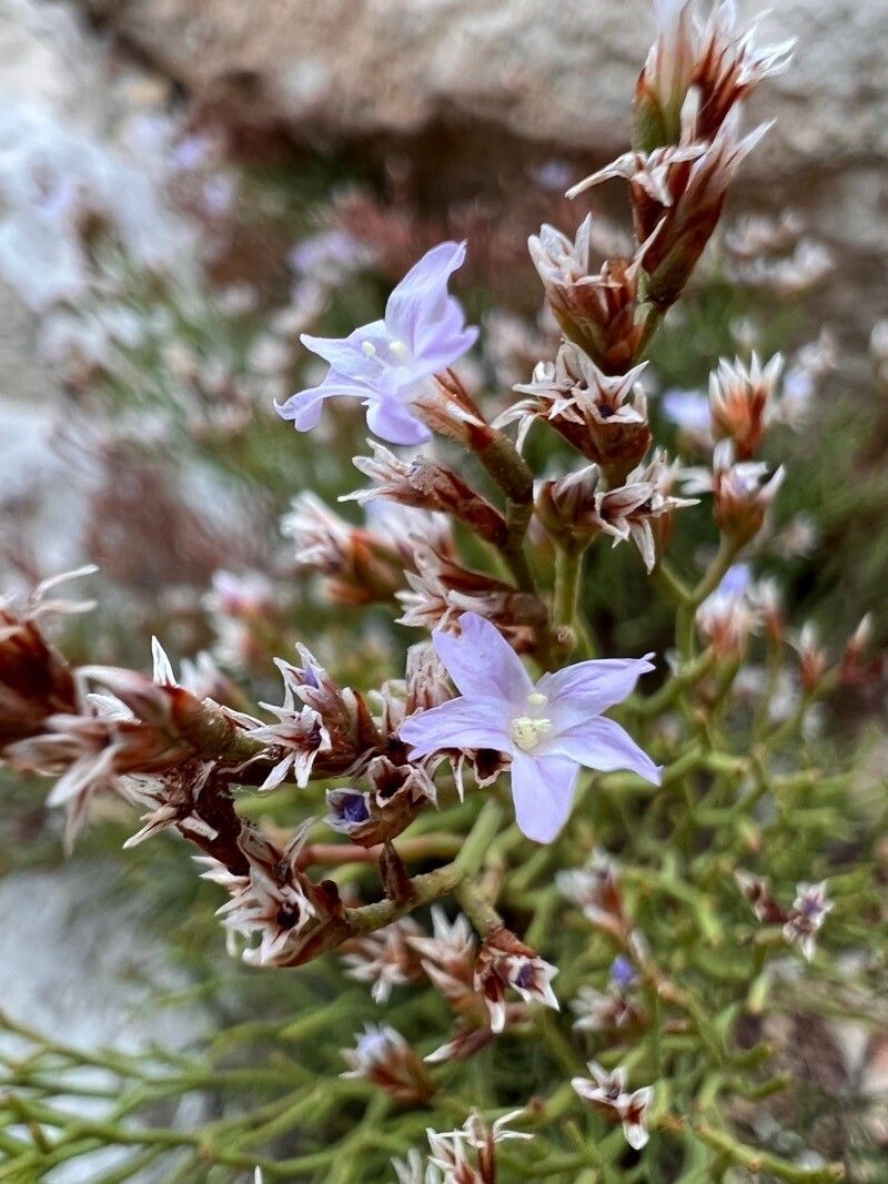 Limonium cordatum flower
