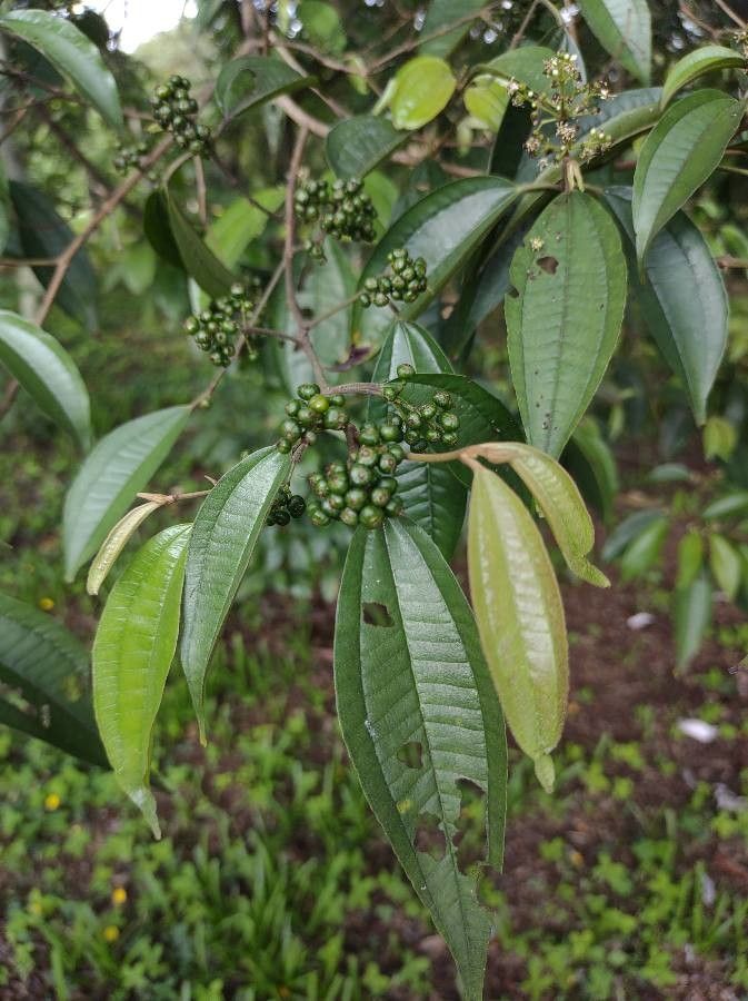 Miconia laevigata leaf