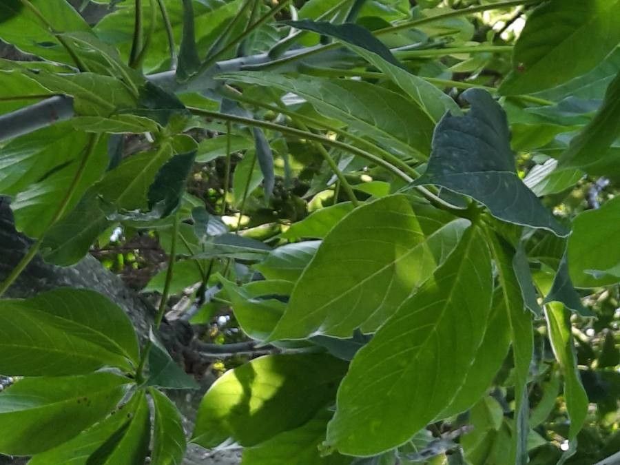 Pseudobombax septenatum leaf