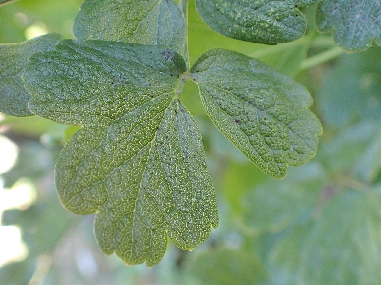 Thalictrum speciosissimum leaf