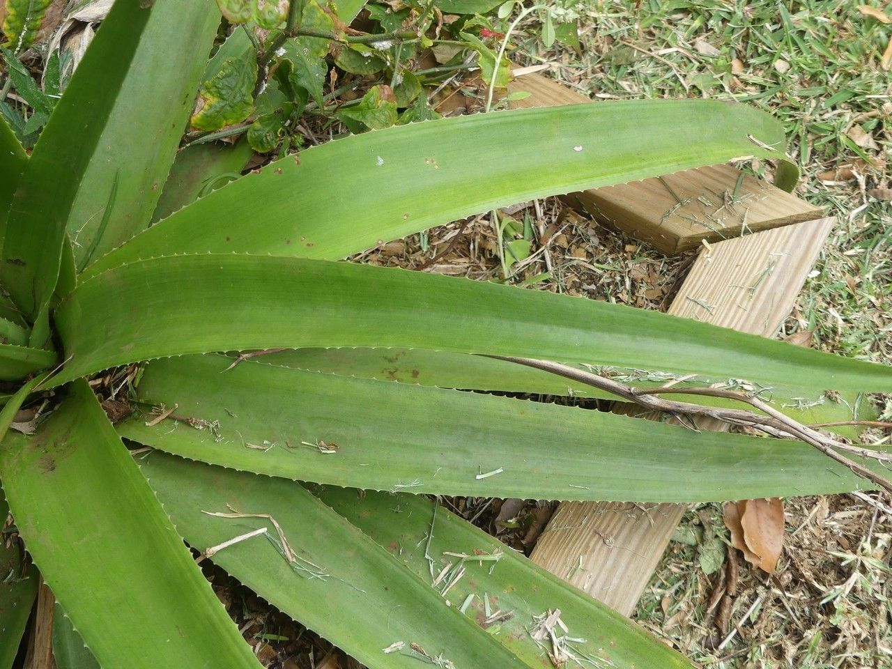 Aloe macra — houseplant care guide