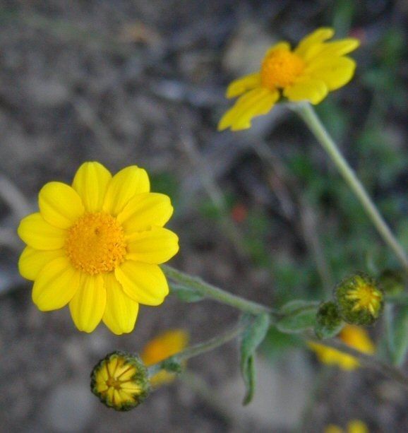 Monolopia gracilens flower