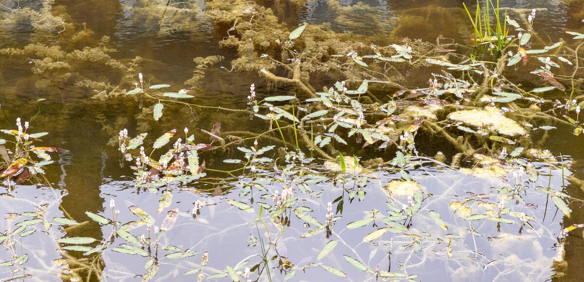 Persicaria amphibia flower