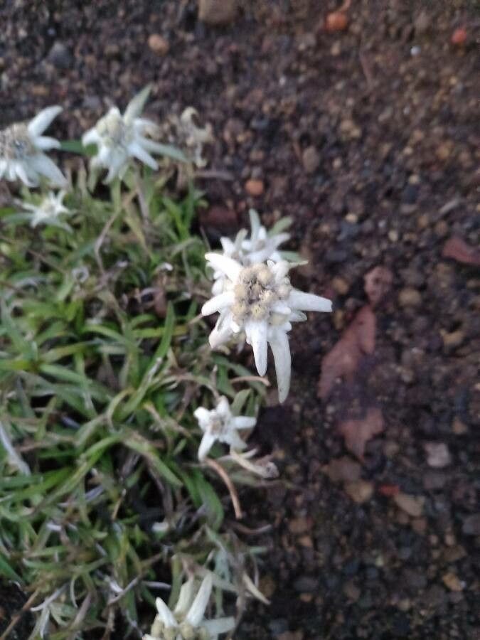 Leontopodium nivale flower