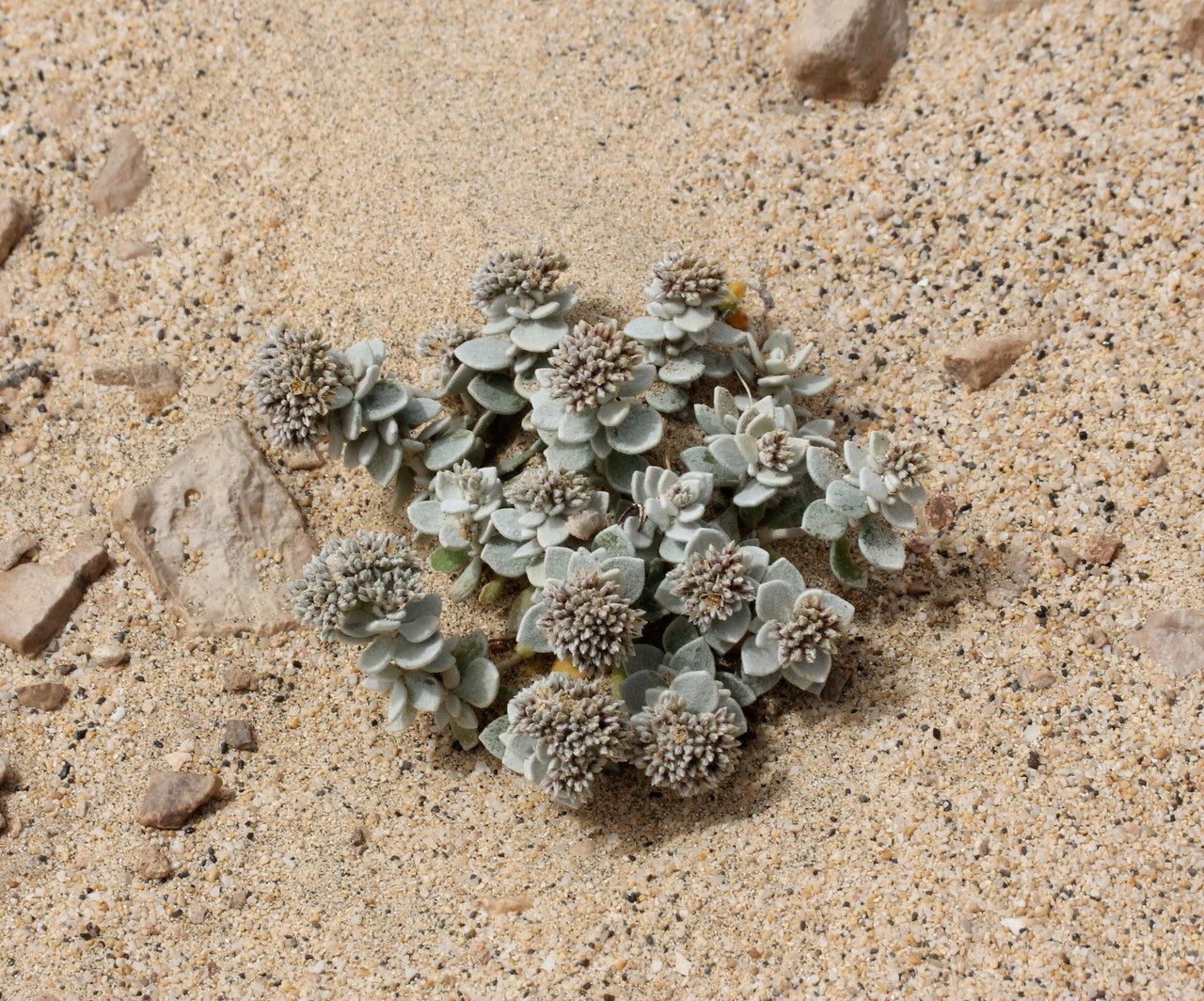 Polycarpaea nivea habit