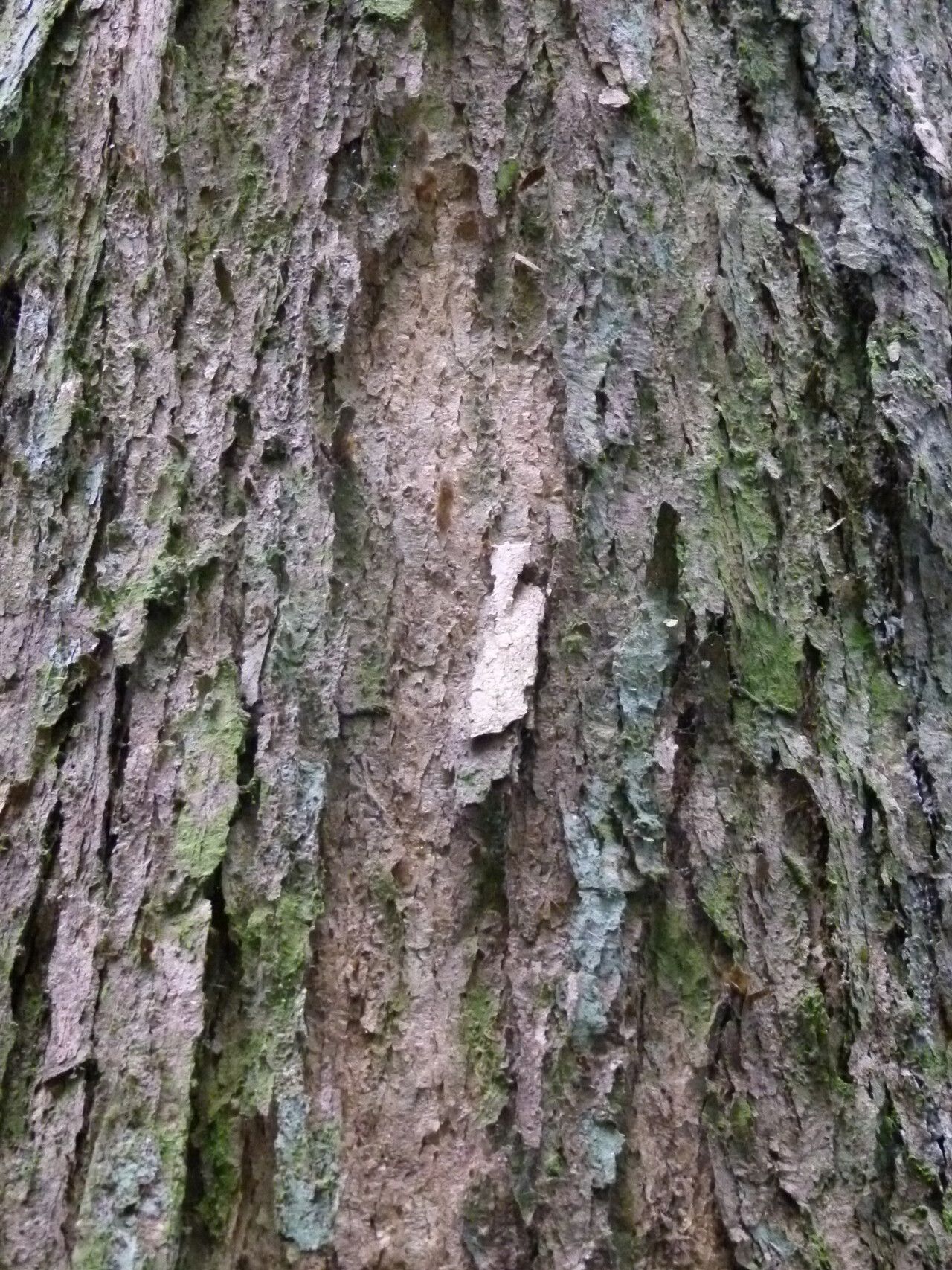 Pachylobus normandii bark