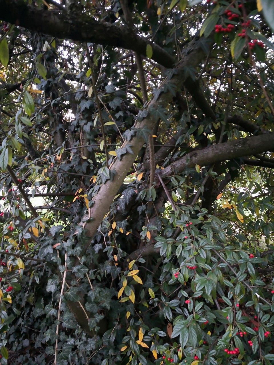 Cotoneaster glabratus bark