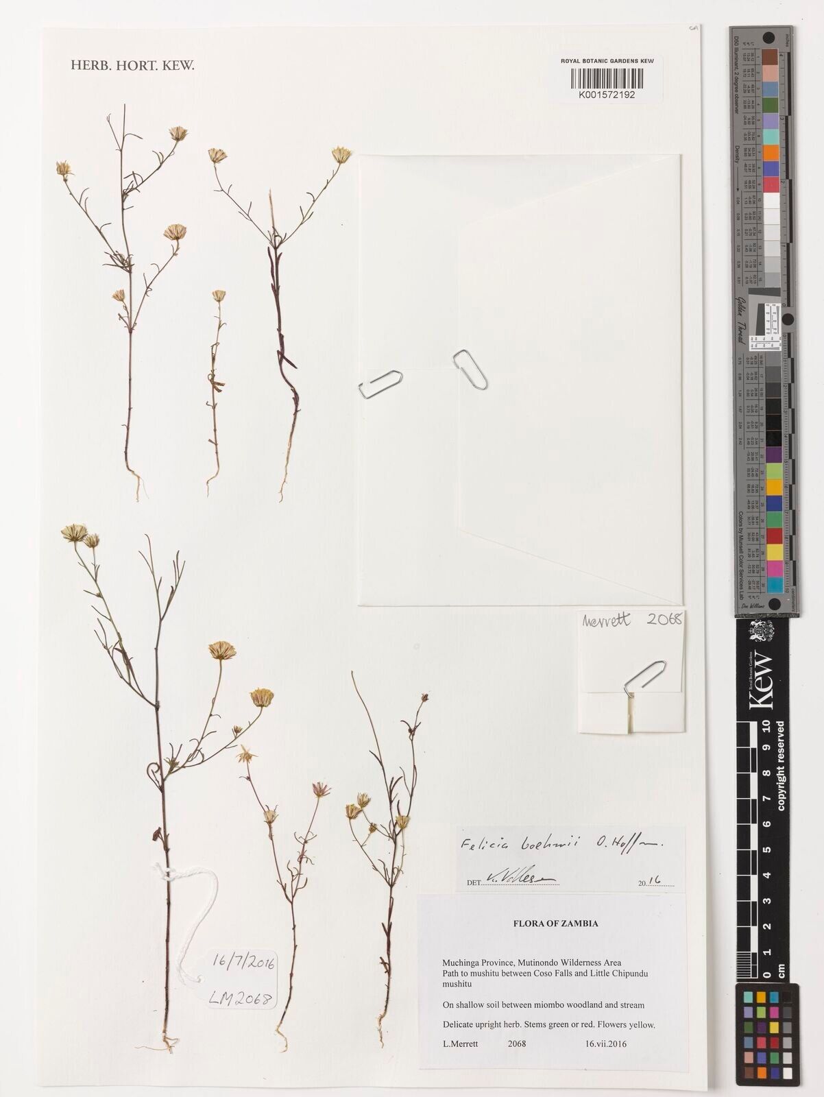 Felicia boehmii — search result for 'Felicia'