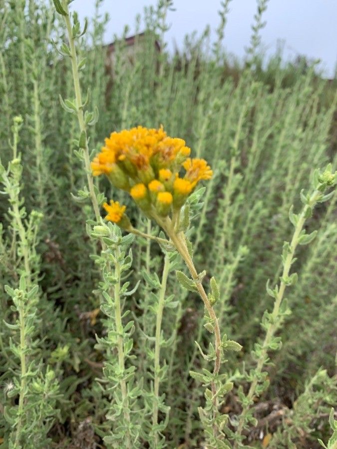 Hazardia squarrosa flower