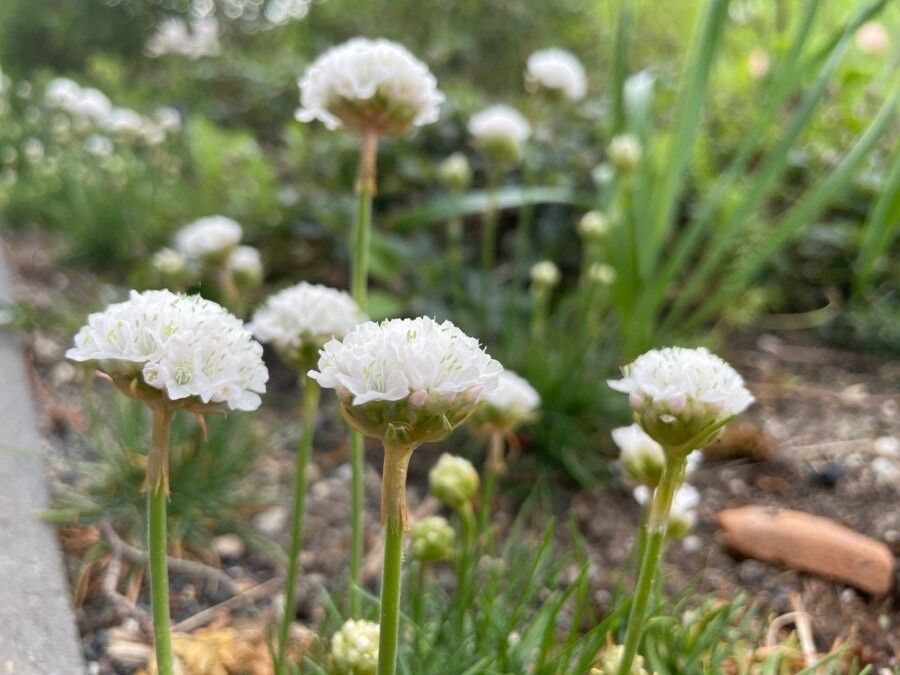 Armeria pubinervis — houseplant care guide