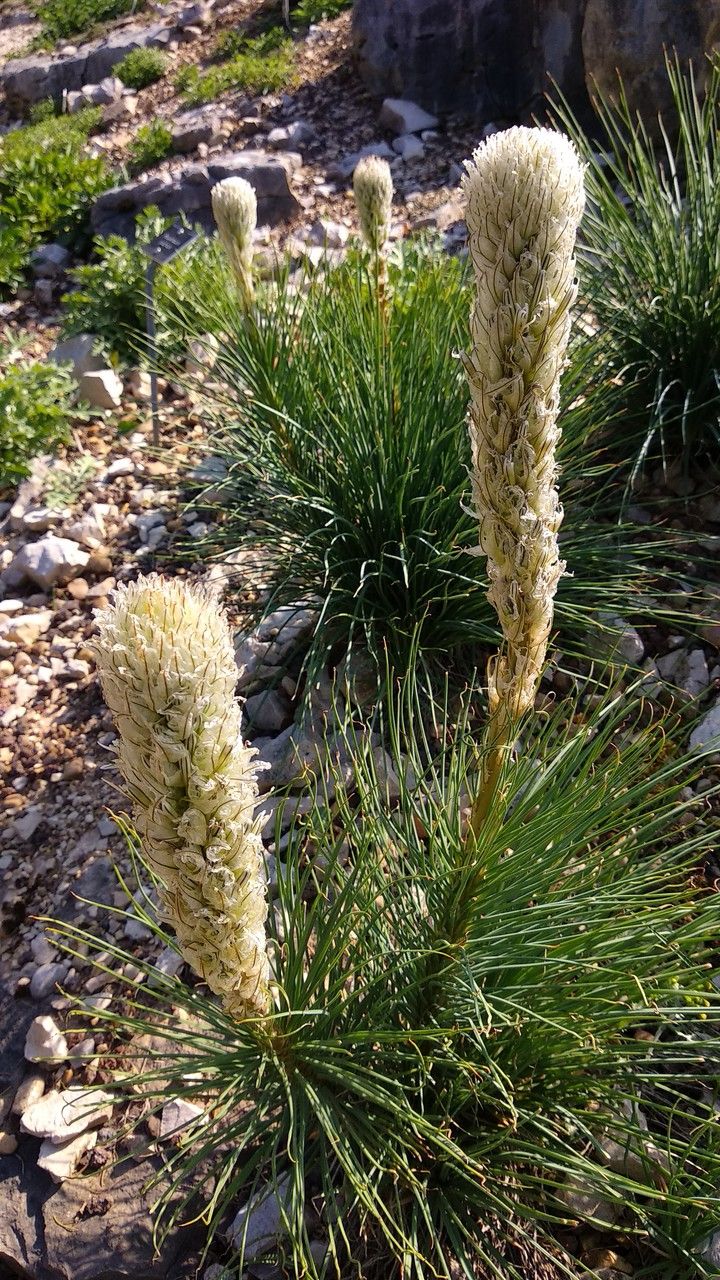 Asphodeline taurica flower