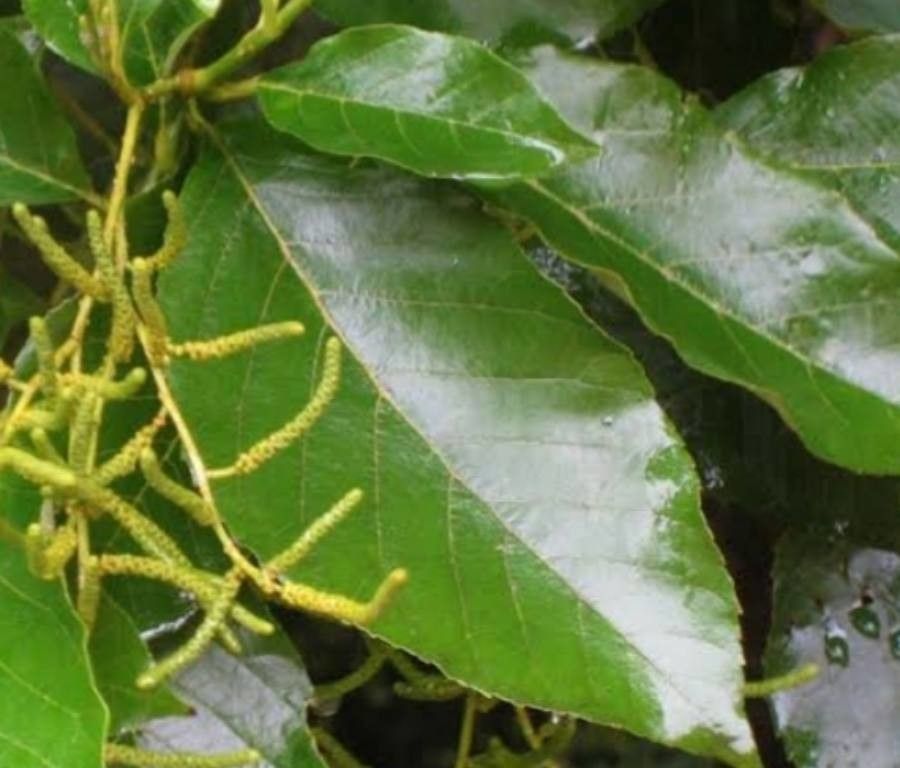 Alnus nepalensis — search result for 'Alnus'