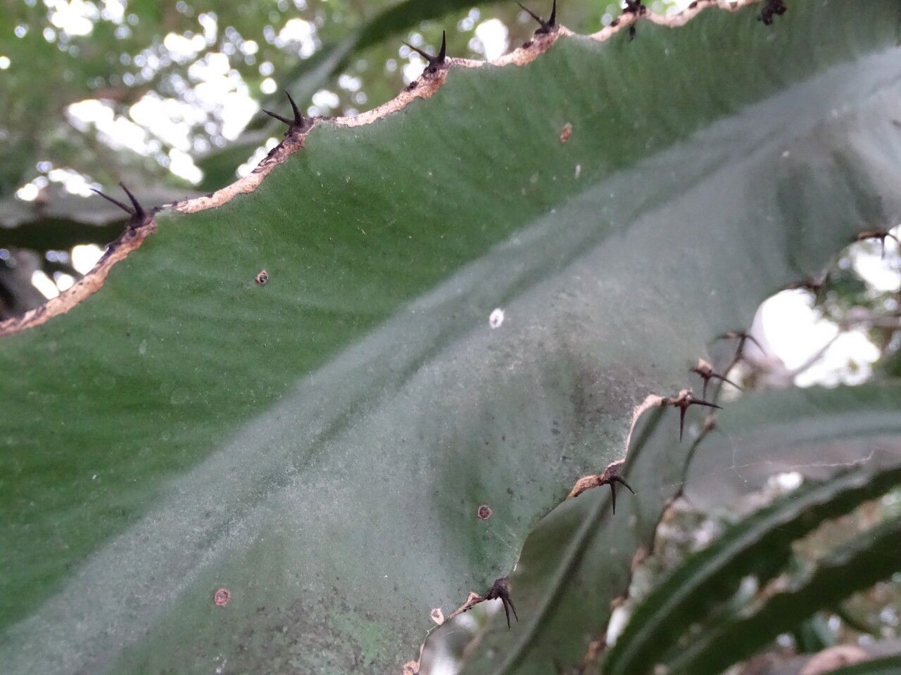 Euphorbia dawei — houseplant care guide