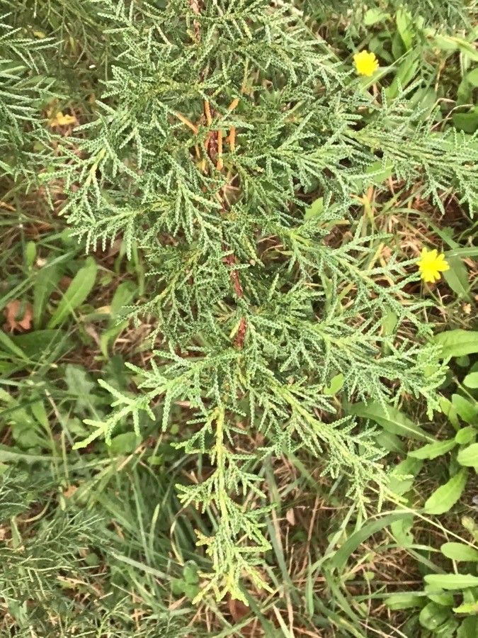 Cupressus torulosa leaf