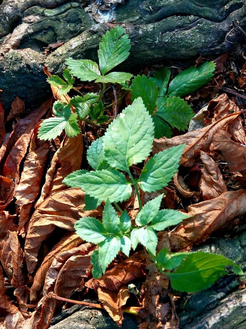 Cryptotaenia canadensis — search result for 'Canada and the United States'