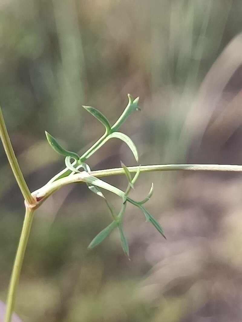 Ammoides pusilla — houseplant care guide