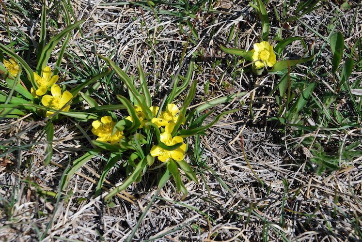 Ranunculus alismifolius habit