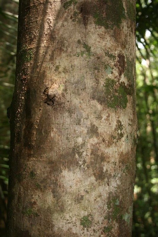 Schefflera decaphylla bark