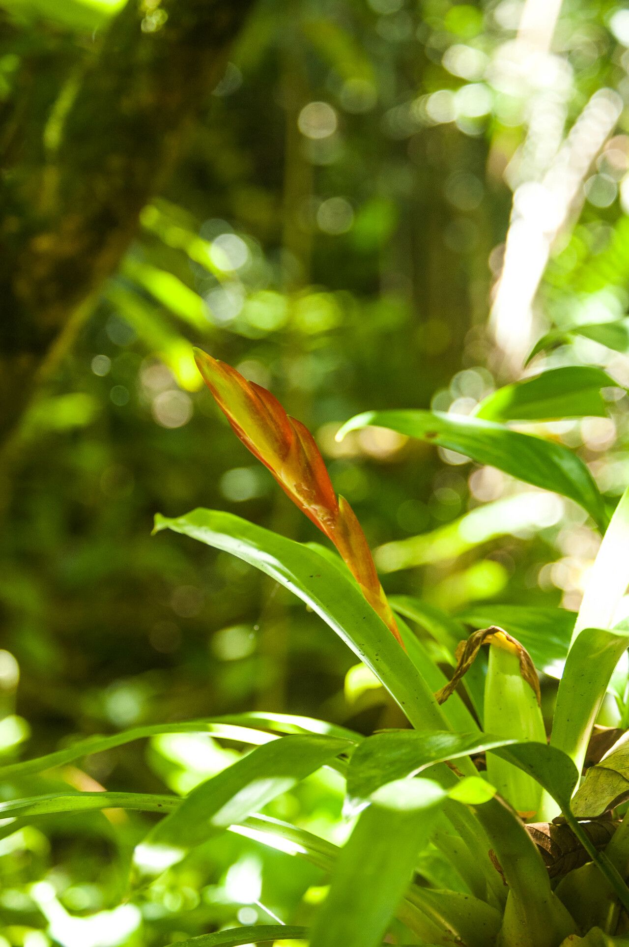 Vriesea incurvata — search result for 'Vriesea'