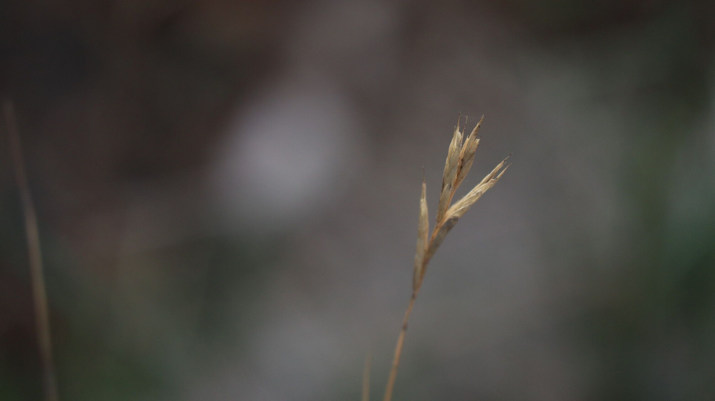 Danthonia intermedia flower