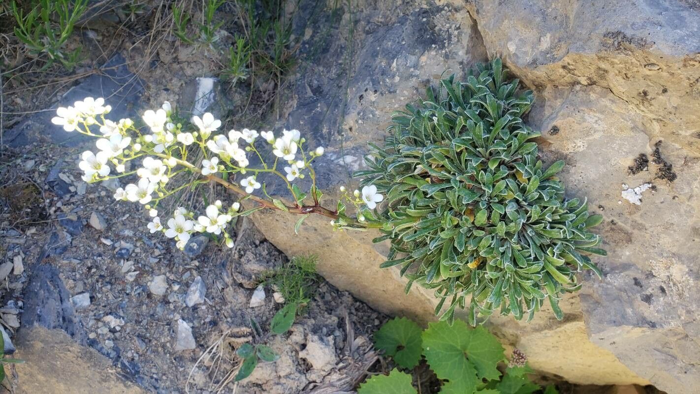 Saxifraga callosa flower