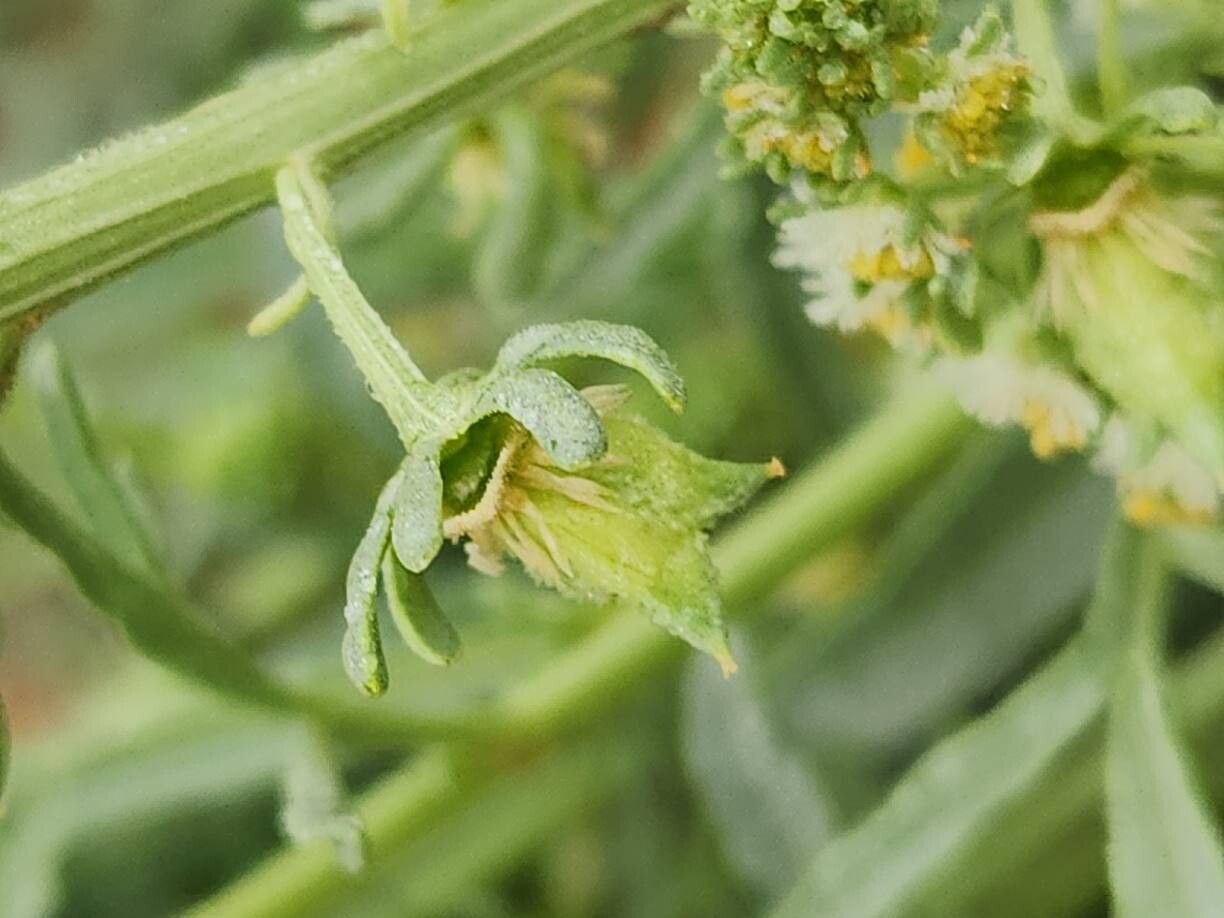 Reseda arabica fruit