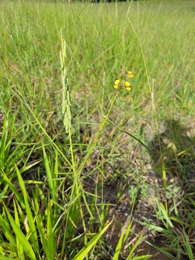 Crotalaria lanceolata fruit