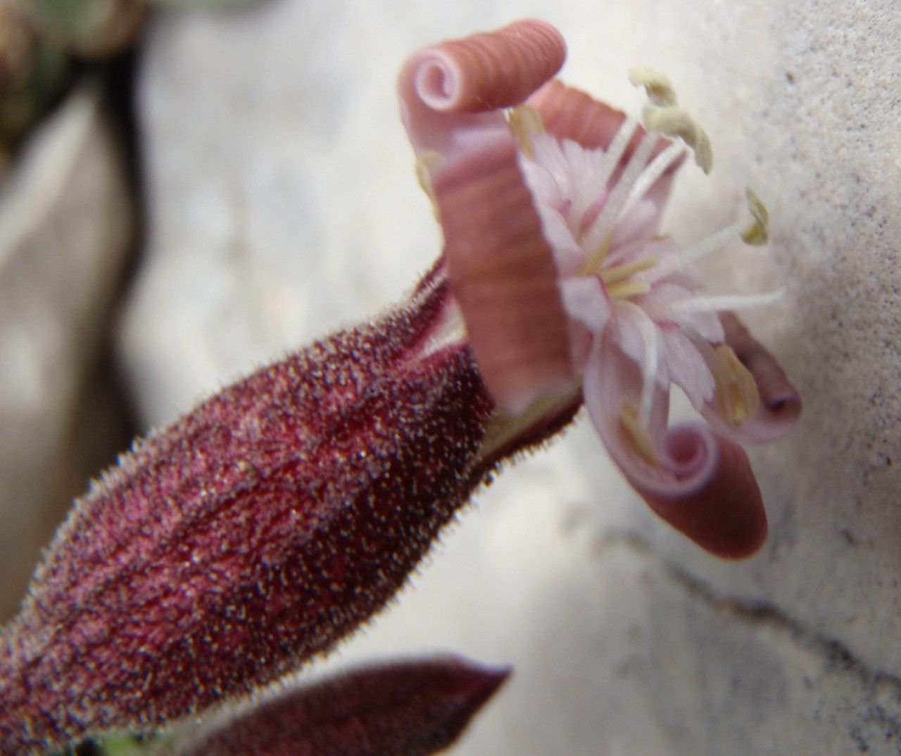 Silene vallesia flower
