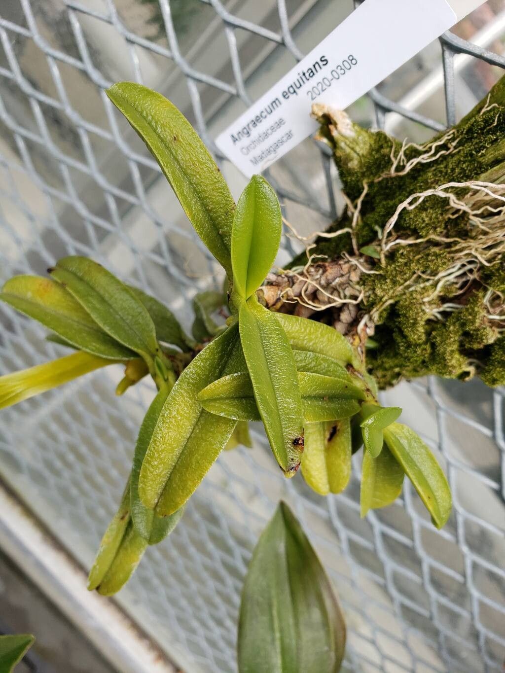 Angraecum equitans — houseplant care guide