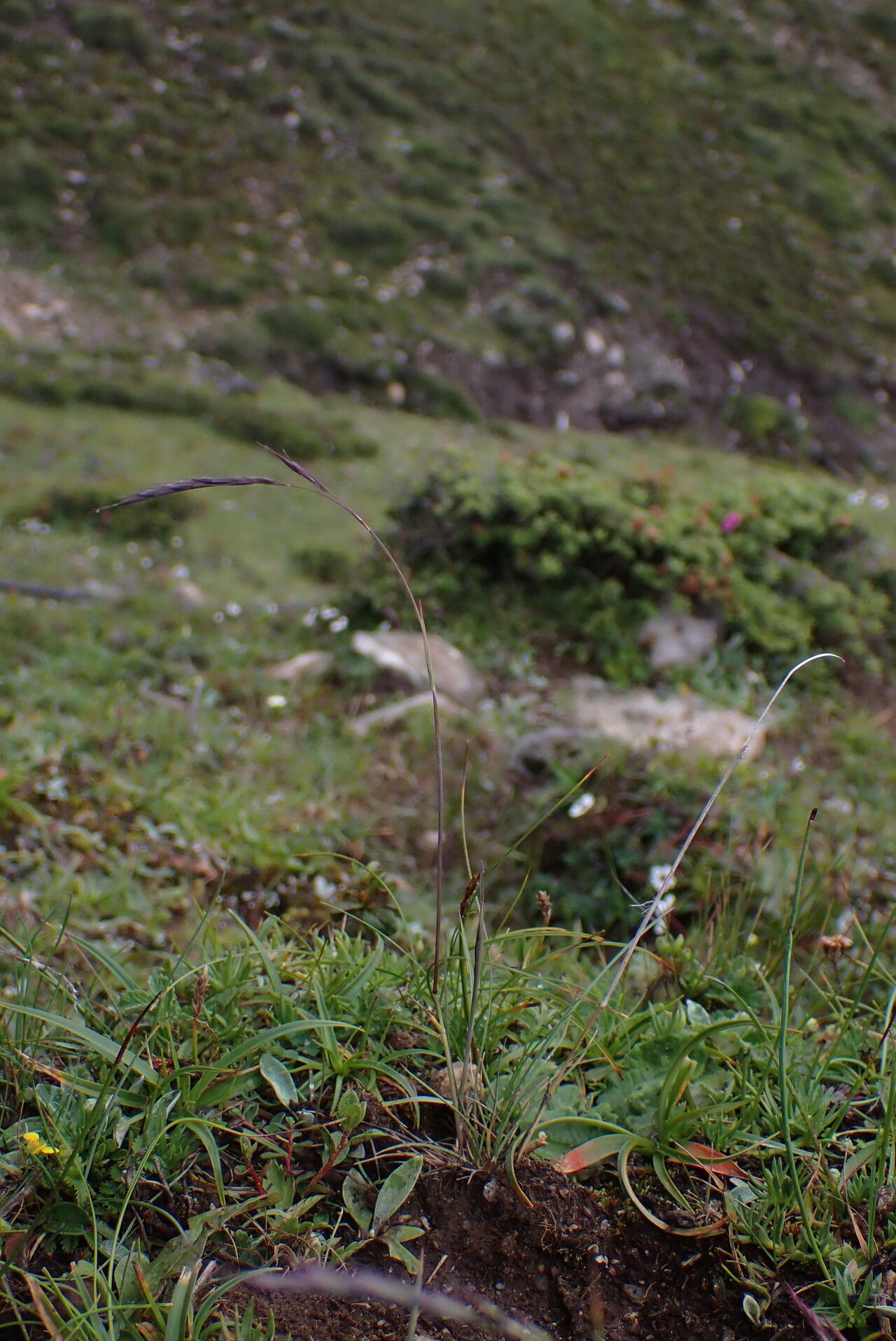 Festuca cumminsii habit