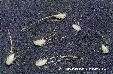 Schoenus neocaledonicus fruit