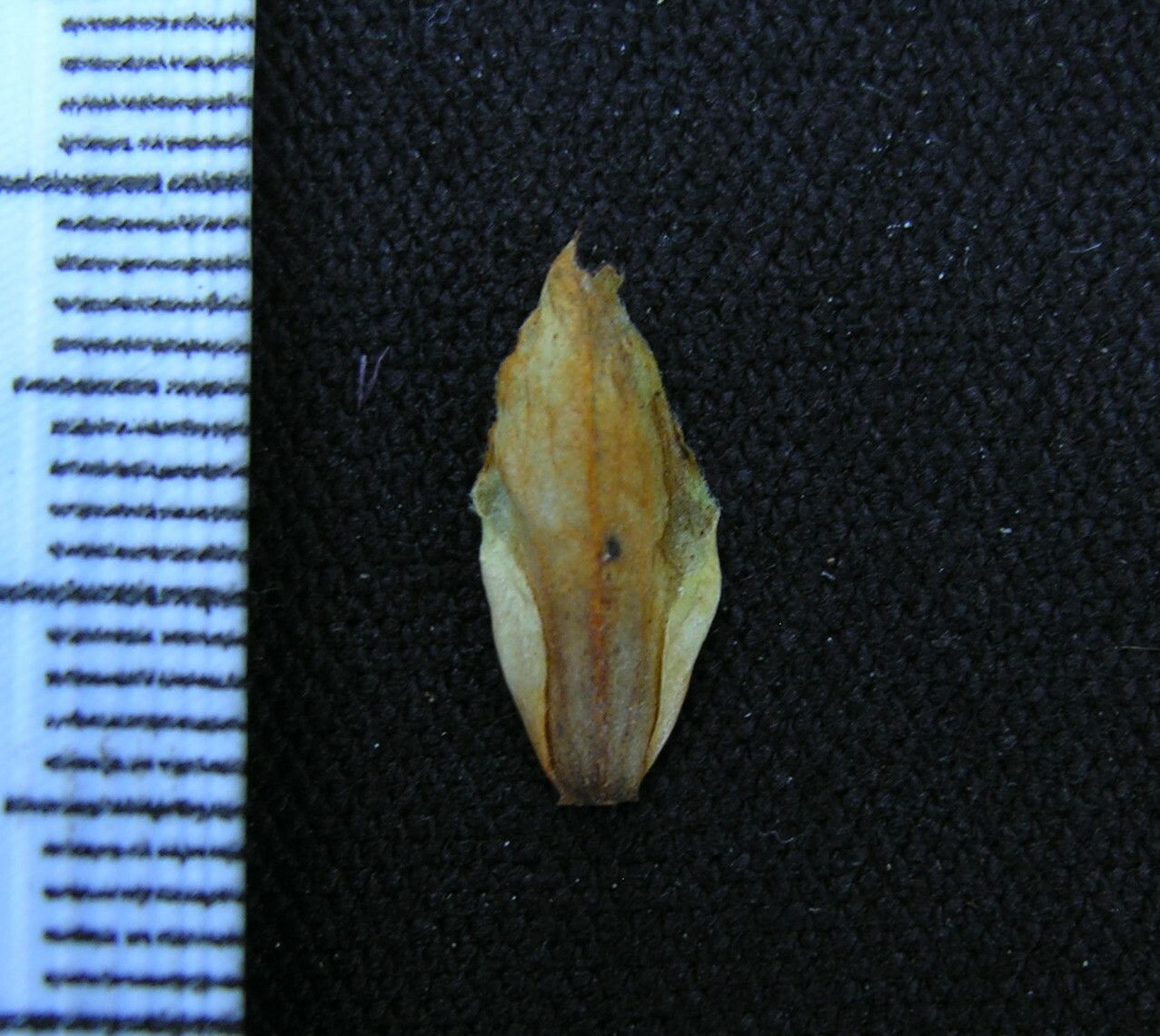 Strobilanthes lamiifolia fruit
