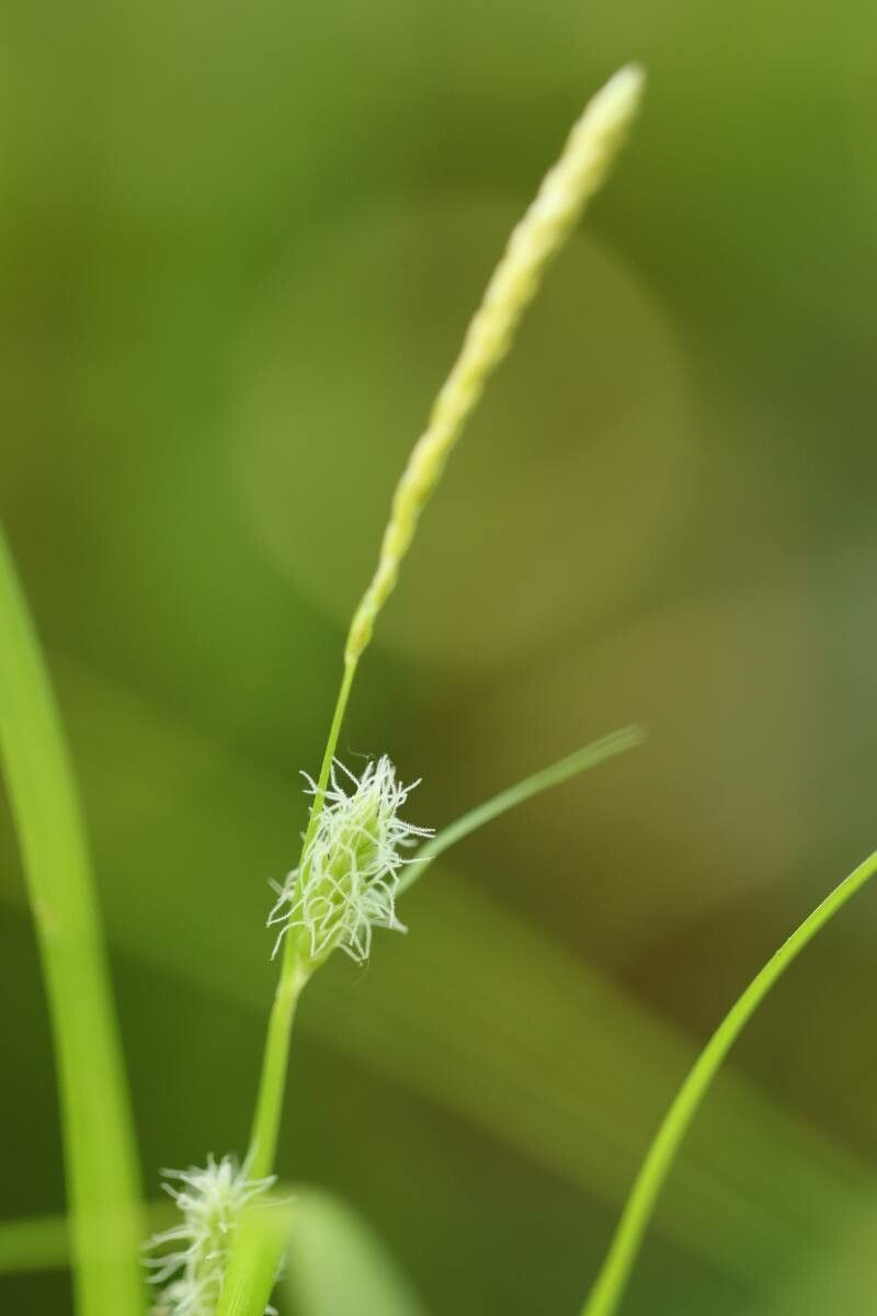 Carex japonica — houseplant care guide