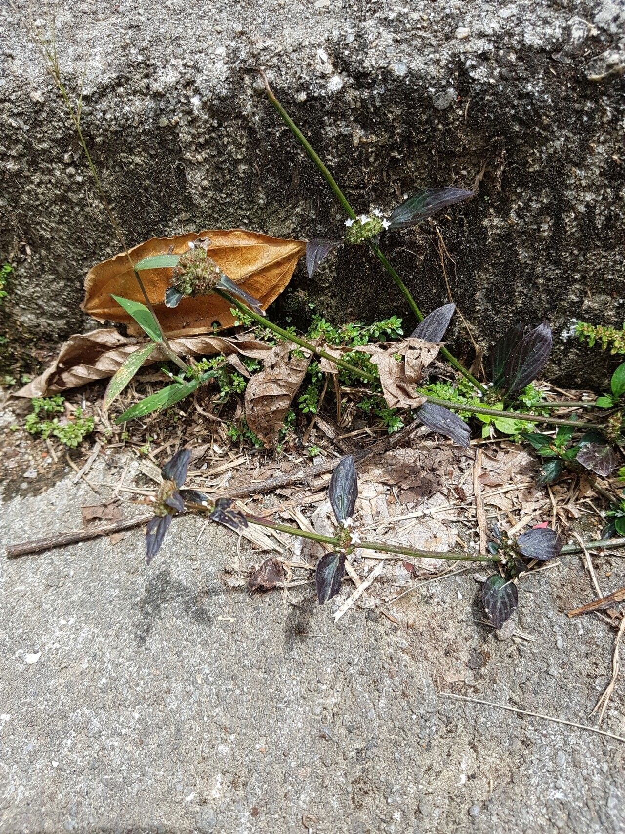 Spermacoce ocymoides — houseplant care guide