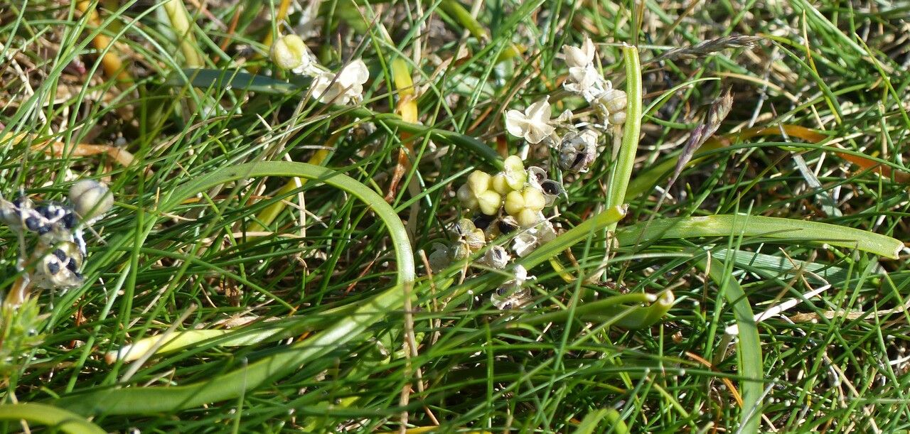 Tractema umbellata fruit
