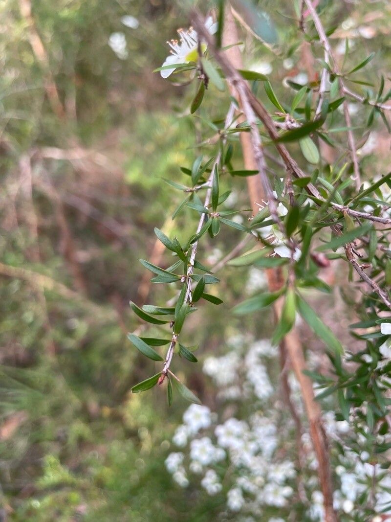 Leptospermum continentale leaf