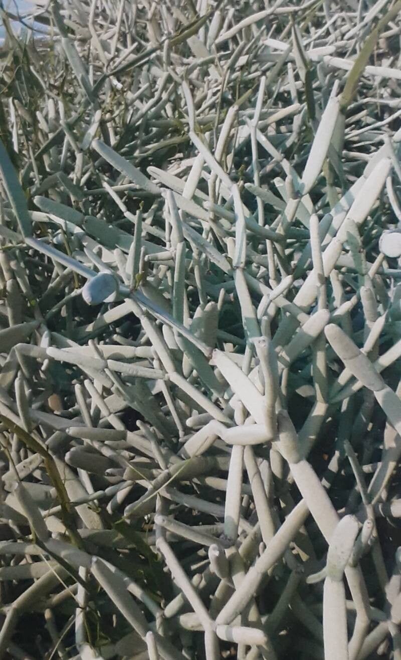 Cissus subaphylla — houseplant care guide