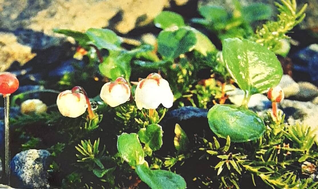 Cassiope hypnoides flower