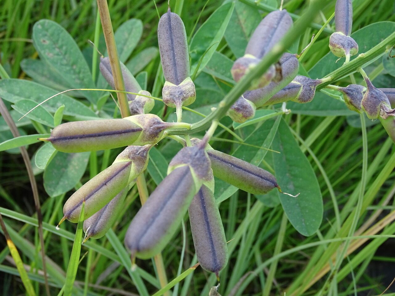 Crotalaria retusa fruit