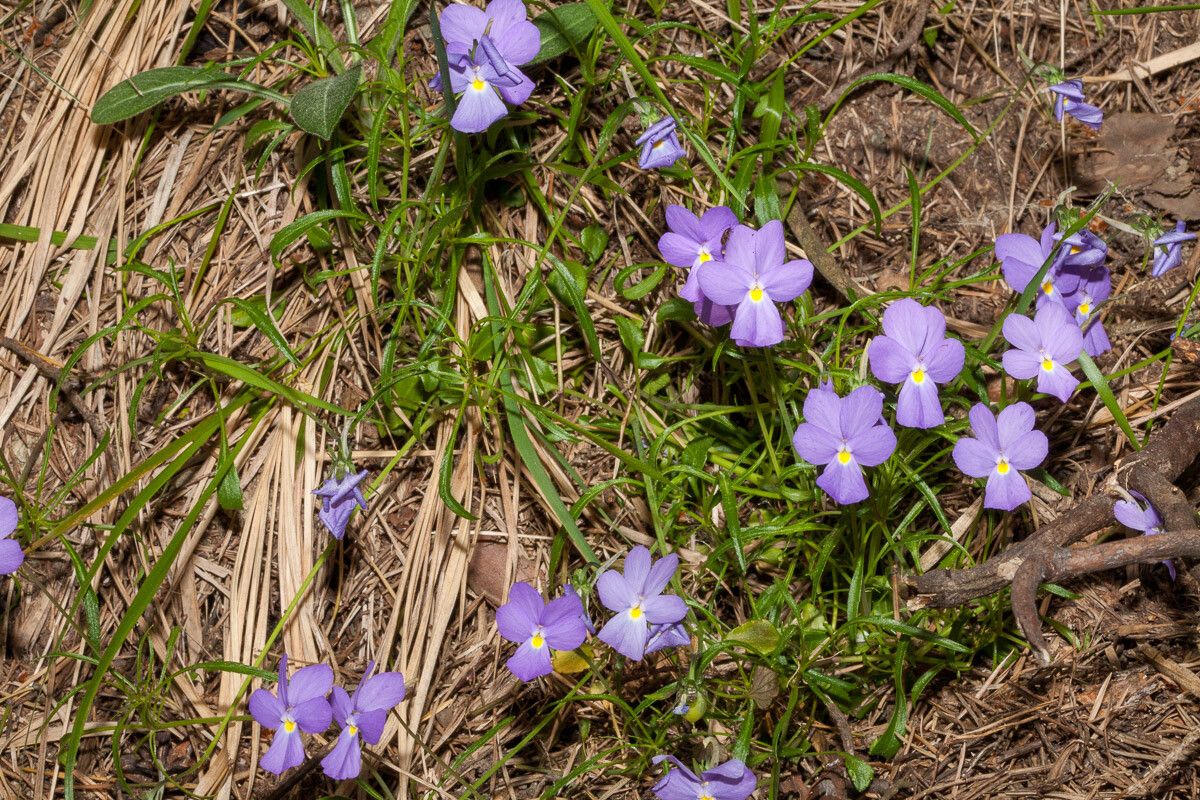 Viola bertolonii habit