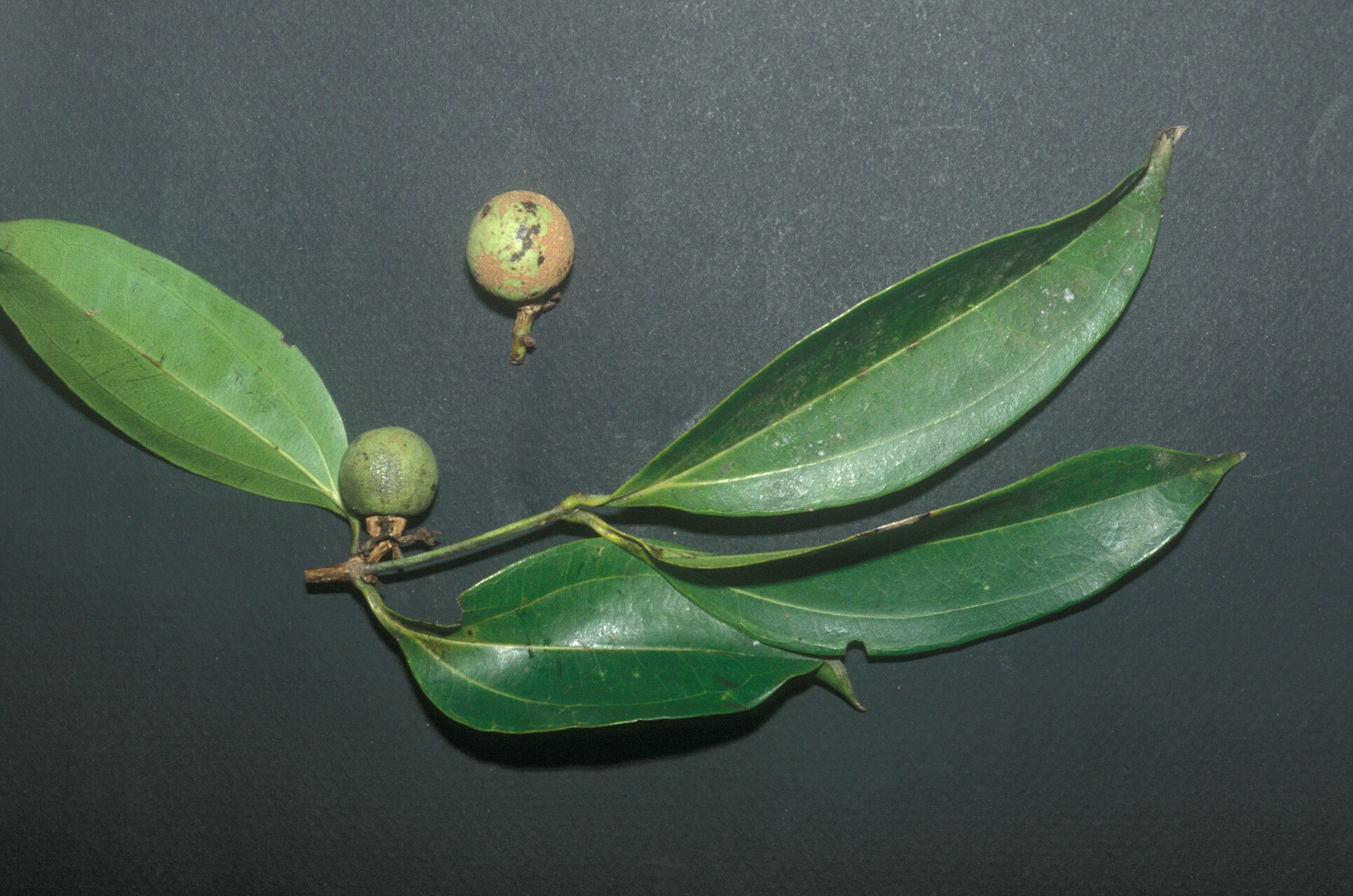 Strychnos cayennensis fruit