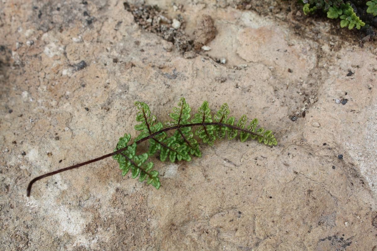 Hemionitis pteridioides flower