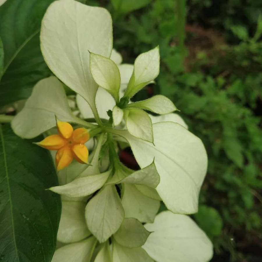 Mussaenda pubescens — search result for 'Mussaenda'